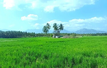 rice field and sky