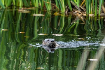 Closeup shot of a beaver floating in a green pond
