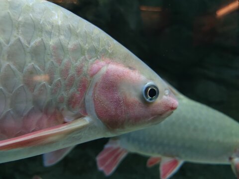 Closeup of a barbonymus schawanefeldii fish, Cyprinidae