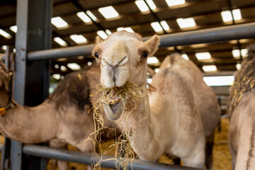 Hay eating closeup of domesticated Camelus Dromedarius in a camel milk farm. Food and dairy...