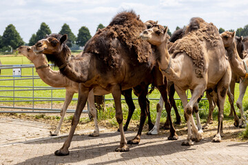 Arriving herd of domesticated young Camelus Dromedarius in a camel milk farm coming from grazing field. Food and dairy industry.