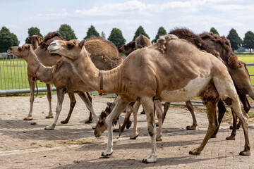 Closeup of a herd of young domesticated Camelus Dromedarius in a camel milk farm coming from grazing field. Food and dairy industry.
