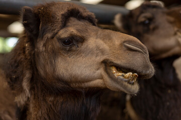 Happy smiling closeup of domesticated Camelus Dromedarius in a camel milk farm. Food and dairy industry.