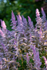 Pink astilbe clump