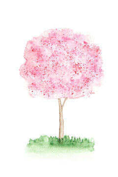 Blossoming watercolor pink tree. Spring flower in bloom on branch. Beautiful summer illustration. Sketch hand drawing. Japan aquarel card. Sakura design element