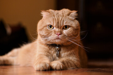 Fototapeta premium Scottish fold cat - Dark background 