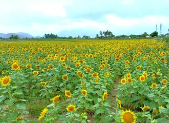 field of sunflowers and sky