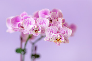Pink mini phalaenopsis orchid closeup on pastel purple colored background, indoor gardening