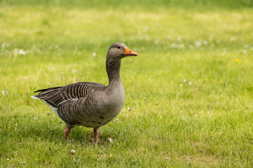 Naklejka na ściany i meble full body portrait of a grey lag goose anser anser on a meadow looking right copy space