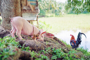 Newborn piglet and colorful cock bird on green grass on a farm.