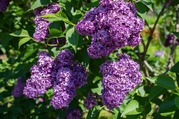 Purple lilac syringa flower blossom plant in nature close-up