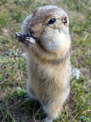 Gopher is standing on its hind legs  on the grassy field and eating sunflower seeds