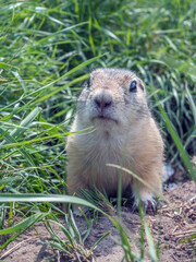 Gopher is peeking out of its hole on the grassy field