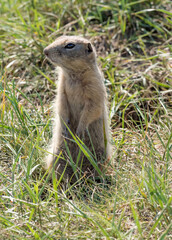 Naklejka na ściany i meble Gopher is standing on its hind legs on the grassy field