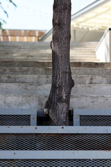 Architecture that makes space for trees.