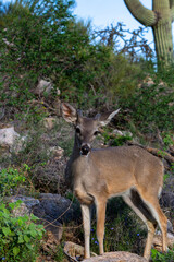 Male Coues whitetail deer, Odocoileus virginianus couesi, a young buck with velvet on his antlers foraging for food in the Sonoran Desert north of Tucson, Arizona, USA.