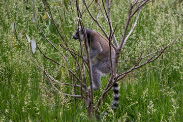 Lemur Hanging out in a Tree