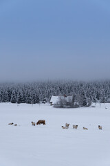 Naklejka premium Jizerka settlemen, parts village Korenov, Liberec region, Northern Bohemia, Czech Republic