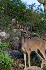 Male Coues whitetail deer, Odocoileus virginianus couesi, a young buck with velvet on his antlers foraging for food in the Sonoran Desert north of Tucson, Arizona, USA.