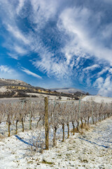 Fototapeta na wymiar Winter vineyard near Mikulov, Palava region, Southern Moravia, Czech Republic