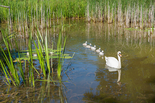 swan mum with 5 little young swans, swimming in a row in the pond