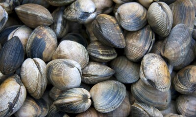 Shell Background Very Cool