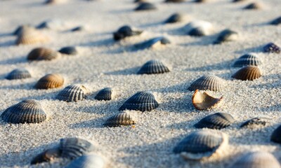 Shell Background Very Cool