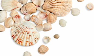 Shell Background Very Cool