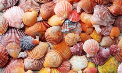 Shell Background Very Cool