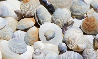 Shell Background Very Cool