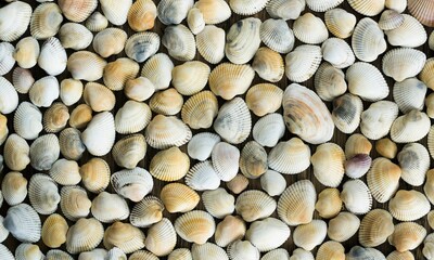 Shell Background Very Cool