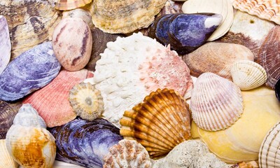 Shell Background Very Cool