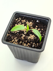 Cultivation of paprika pepper indoors