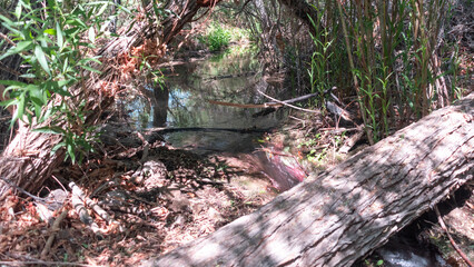 small pond in the woods