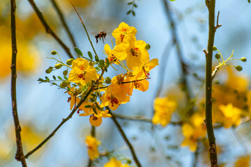bee with yellow flowers on a tree