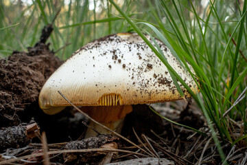 mushroom in the grass