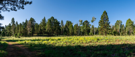 landscape with grass and trees