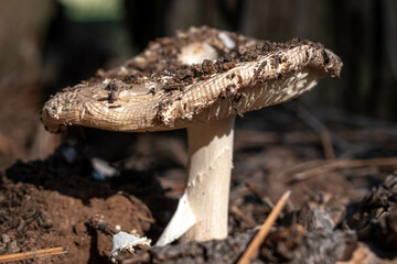 mushroom in the woods