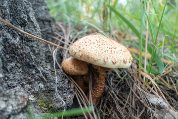 mushrooms in the forest