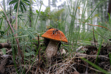 mushroom in the grass