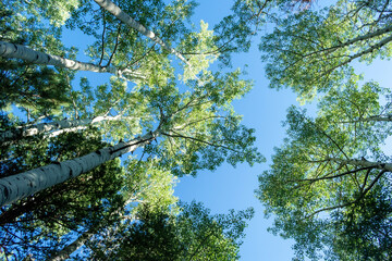 branches against blue sky