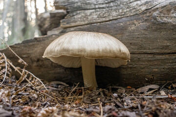 mushroom in the forest