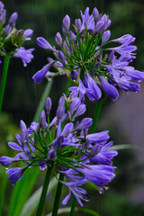 Beautifull flowers of sikkim, flowering plants in Sikkim, tourist attraction, india.