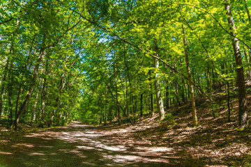 droga w lesie z widokiem na park