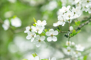 Cherry blossom in spring. Closeup on a tree branch.