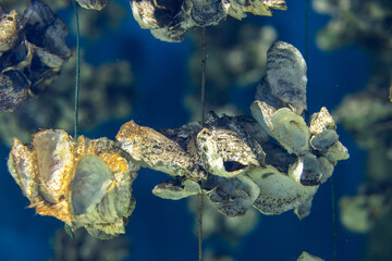 Aquaculture of the oyster under the sea