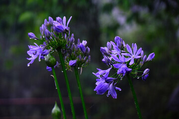 Fototapeta premium Beautifull flowers of sikkim, flowering plants in Sikkim, tourist attraction, india.