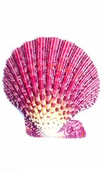 Shell Background Very Cool