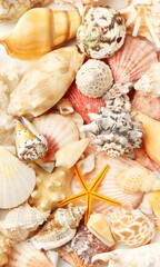 Shell Background Very Cool