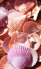 Shell Background Very Cool